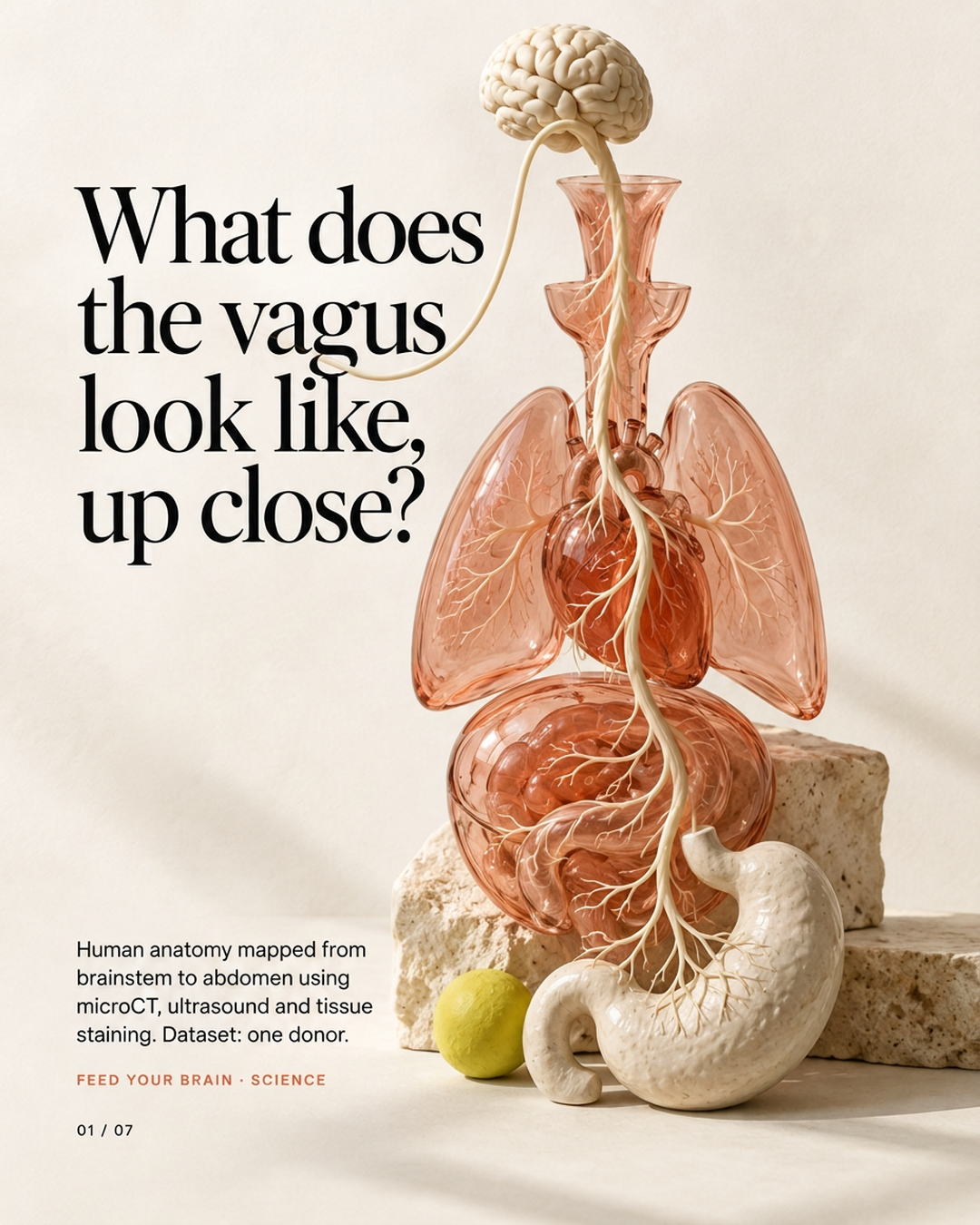 Post: What does the vagus look like, up close? Glass-like anatomy model mapped from brainstem to abdomen using microCT, ultrasound and tissue staining.