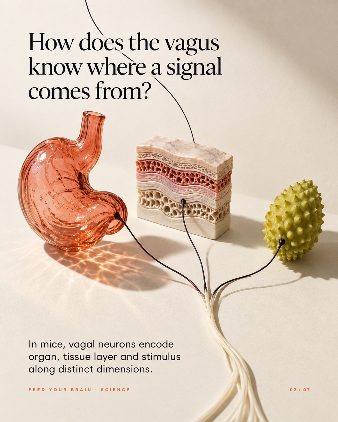 Post: How does the vagus know where a signal comes from? Vagal neurons encode organ, tissue layer and stimulus along distinct dimensions.