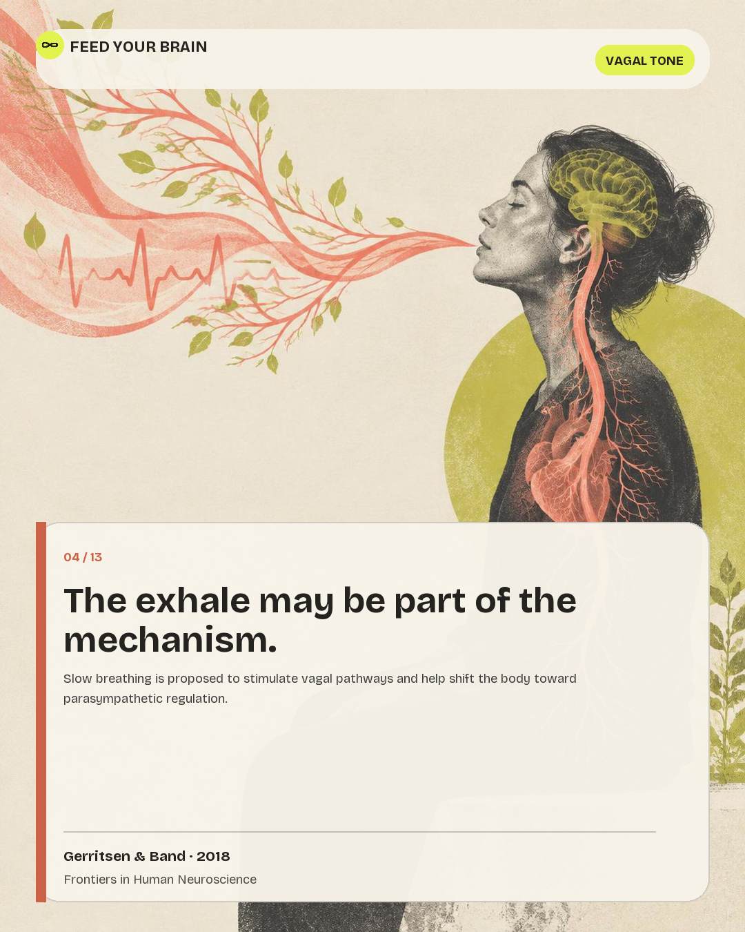 Illustrated post on slow breathing reaching the vagus nerve.