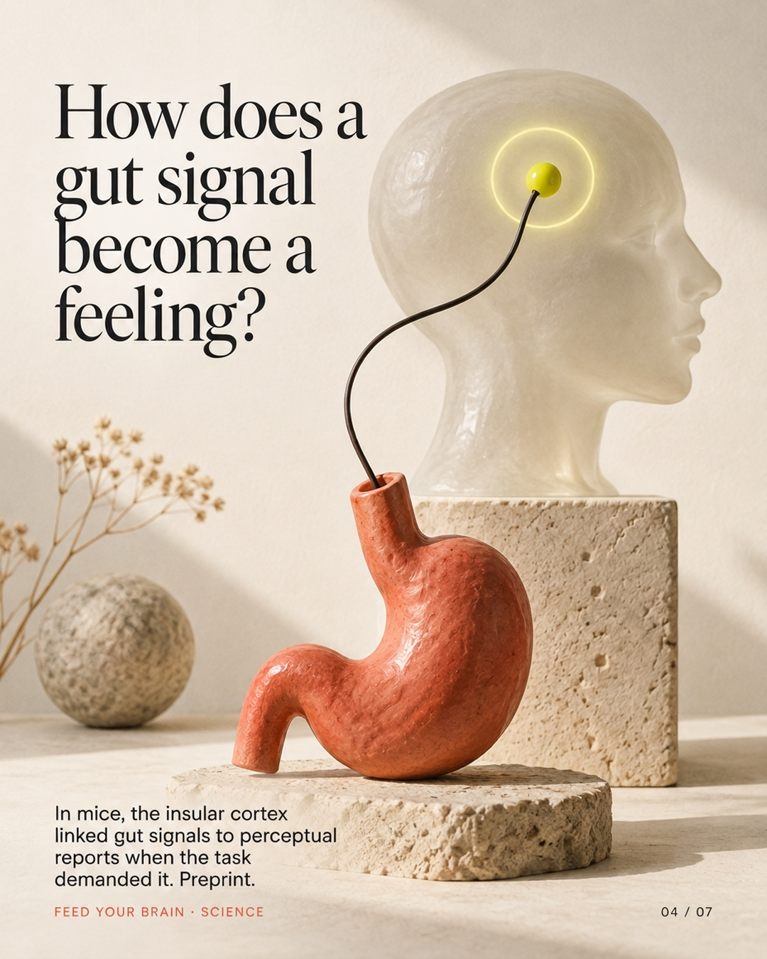 Post: How does a gut signal become a feeling? The insular cortex linked gut signals to perceptual reports when the task demanded it.
