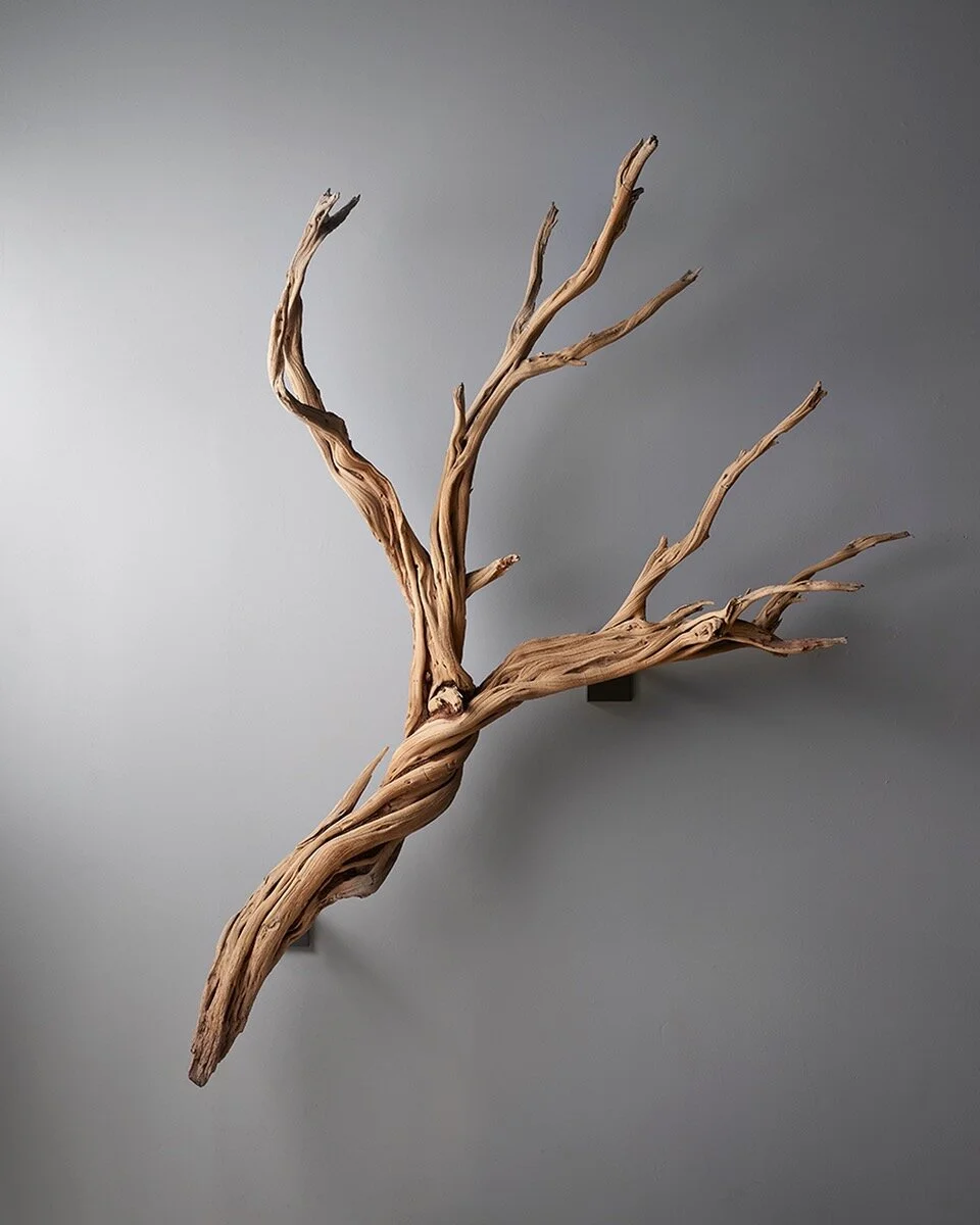 A sculptural dry branch mounted on a wall, its twisted wood reaching upward like a family tree.
